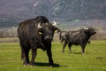Buffalo grazing next to the river Strymon in Northern Greece. Royalty Free Stock Photo