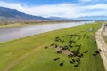 Buffalo grazing next to the river Strymon in Northern Greece on Royalty Free Stock Photo