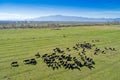 Buffalo grazing next to the river Strymon in Northern Greece on Royalty Free Stock Photo