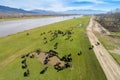 Buffalo grazing next to the river Strymon in Northern Greece on Royalty Free Stock Photo