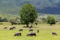 Buffalo grazing next to the river Strymon spring in Northern Greece. Royalty Free Stock Photo