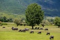 Buffalo grazing next to the river Strymon spring in Northern Greece. Royalty Free Stock Photo