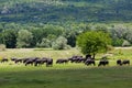 Buffalo grazing next to the river Strymon spring in Northern Greece.