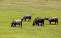 Buffalo grazing next to the river Strymon spring in Northern Greece. Royalty Free Stock Photo