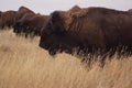 Buffalo Grazing