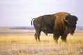 Buffalo grazing on range, Niobrara National wildlife Refuge, NE Royalty Free Stock Photo