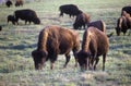 Buffalo grazing on range, Niobrara National Wildlife Refuge, NE Royalty Free Stock Photo