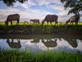Natural scenery of buffalo and its reflection in the water Royalty Free Stock Photo