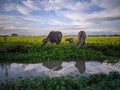 Natural scenery of buffalo grazing. Royalty Free Stock Photo