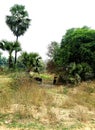 Buffalo Is Grazinggrass under doub palm tree in the village jungle rout of Bihar