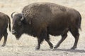 Buffalo on the great plains Royalty Free Stock Photo