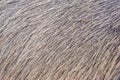 Buffalo hair texture background. Buffalo skin texture. Buffalo fur background Royalty Free Stock Photo