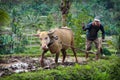 Buffalo and hand plough