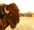 Buffalo head Royalty Free Stock Photo