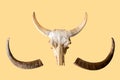 Buffalo head bones and buffalo horns Royalty Free Stock Photo