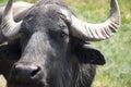 buffalo head close up. The buffalo looks at the camera. Bison portrait