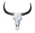 Buffalo head skeleton with long horns isolated on white Royalty Free Stock Photo