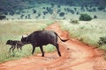 Buffalo and her calf at Taita Hills wildlife Sanctuary, Kenya Royalty Free Stock Photo