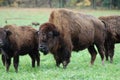 Buffalo Herd Royalty Free Stock Photo