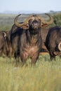 Buffalo Herd Alert