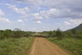 Buffalo herd blocked the road in Tanzania, this is their place, we are tourists, we will wait, natural life Royalty Free Stock Photo