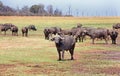 Buffalo Herd in Bumi National Park - Lake Kariba Royalty Free Stock Photo