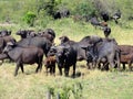 Buffalo herd and calf Royalty Free Stock Photo