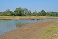 Buffalo herd crossing river, Nepal Royalty Free Stock Photo