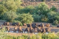 Buffalo herd drinking at sunset