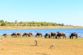 Buffalo herd eating grass Royalty Free Stock Photo