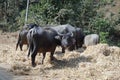 Buffaloes herd is eating straw