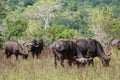 Buffalo herd with a gadfly on his back in the Shimba Hills Royalty Free Stock Photo