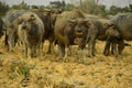 Buffalo herd gather on dry paddy fields Royalty Free Stock Photo