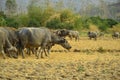 Buffalos herd graze on dry paddy fields Royalty Free Stock Photo