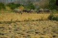 Buffalo herd graze on dry paddy fields Royalty Free Stock Photo