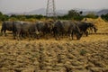 Buffalo herd graze on dry paddy fields Royalty Free Stock Photo