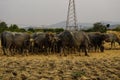 Buffalo herd graze on dry paddy fields Royalty Free Stock Photo