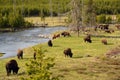 Buffalo herd grazing along the Yellowstone River Royalty Free Stock Photo