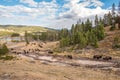 A buffalo herd grazing in the Yellowstone National Park Royalty Free Stock Photo