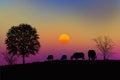 Buffalo herd on the hill in the evening Royalty Free Stock Photo