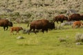 Buffalo herd with mothers and calves on migration