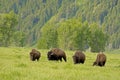 Buffalo herd on the move in Yellowstone. Royalty Free Stock Photo