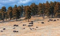 Buffalo Herd Overlook; I-70, CO
