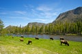 Buffalo Herd Ranges in Yellowstone Royalty Free Stock Photo