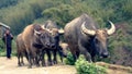 Herder with buffaloes in Sapa Valley Royalty Free Stock Photo