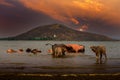 Buffalo herd soak in water at Pasak Jolasid Dam