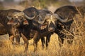 Buffalo herd standing in yellow sunlight in dry grass in Kruger Park in South Africa Royalty Free Stock Photo