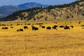 Buffalo Herd Sunset Jackson Hole Royalty Free Stock Photo