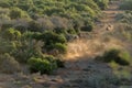 Buffalo herd at sunset