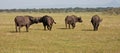 Buffalo Herd in Tanzania